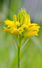 Image result for Eulophia ensata