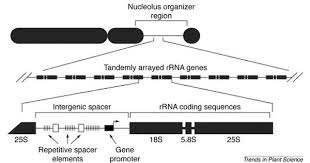 Gr2 Jpg 513 287 Plant Science Science Transcription