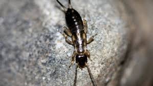 how to get rid of earwigs, one of the