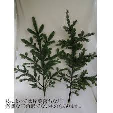 直前 国産モミ枝 80cm 山梨県 本庄さん 毎週月曜日入荷のみ 生花 通販 はなどんやアソシエ