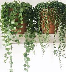 Latin Names Dischidia Nummularia And Senecio Rowleyanus Myplanttherapy Plants Indoor Plants Hanging Plants