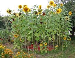 Best Incredible 25 Sun Flower Garden Design Ideas Https Decoredo Com 21038 Incredible 25 Sun Flower Gard Growing Sunflowers Sunflower House Frugal Gardening