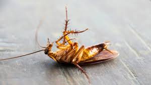 Cockroaches can contract these two symptoms due to the scattered waste and their skin. What Do Dead Roaches In The House Mean Aai Pest Control