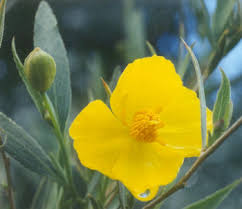 California native shrub yellow flowers. Dendromecon Rigida Wikipedia