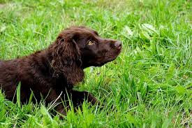 Hier die fotos von rüde und hündin: Deutscher Wachtelhund Jagdhund Stoeberhund Tier Hund Natur Haustier Saugetier Braun Pikist