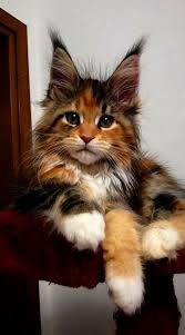 Cats all motors for sale property jobs services community pets. Pin On Cats Kittens Account 1