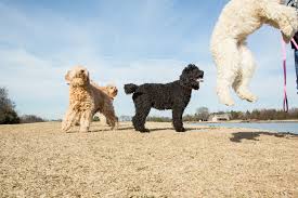 We have been breeding labradoodles in texas since 2001. Lake Country Labradoodles