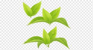Maybe you would like to learn more about one of these? Hoja Te Verde Matcha Te Blanco Hoja Hoja Verde Te Png Pngwing