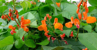 Image result for Phaseolus coccineus