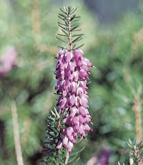 نتیجه جستجوی لغت [heather] در گوگل