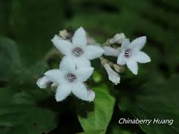 Image result for Aporrhiza