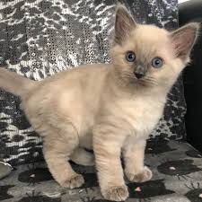 Search through thousands of adverts for kittens & cats for sale in the uk, from pets4homes, the uks most popular free pet classifieds. Ragdoll Kittens For Sale Near Me Ragdoll Cats For Sale Near Me