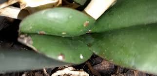 Image result for puklice na orchideích obrázek