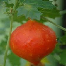 Image result for Momordica cardiospermoides