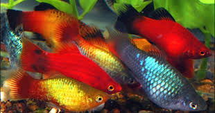 Unique Platies Featured Item Unique Platies Platy Fish Petfish Aquarium Aquariums Freshwater Freshwaterfish Featuredi Platy Fish Aquarium Fish Fish