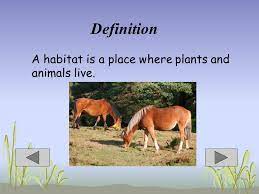 In ecology, the term habitat summarises the array of resources, physical and biotic factors that are present in an area, such as to support the survival and reproduction of a particular species. Habitat Definition