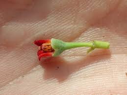 Image result for Canellaceae