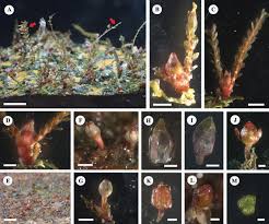 Image result for Tristicha trifaria