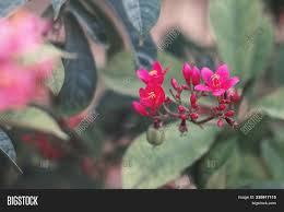 Maybe you would like to learn more about one of these? Jatropha Flowers Green Image Photo Free Trial Bigstock