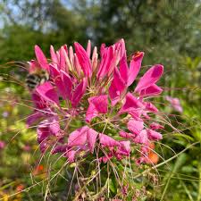 Image result for Cleome macrophylla