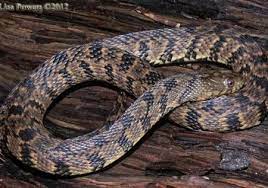 Diamond Backed Water Snake Nerodia Rhombifer Rhombifer Walking In Nature Snake Nature