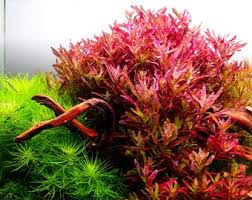 Image result for Rotala submersa