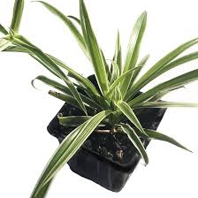 Image result for Chlorophytum hirsutum