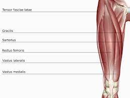 The quads work together to straighten the knee and play an important role in activities such as walking, running, getting up from a chair and climbing stairs. Function Of The Rectus Femoris Muscle
