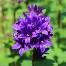 Bellflower Seed Bellflower Superba Perennial Flower Seeds In 2020 Flower Seeds Flowers Perennials Perennials