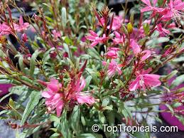 Image result for Oenothera lindheimeri