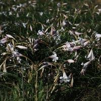 Image result for Crinum lugardiae