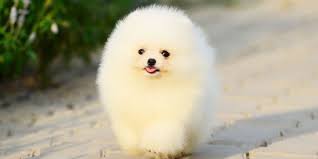 Pomeranian Boo Kopek Hakkinda Her Sey