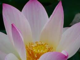 蓮の花咲くところ みずの森 月のおと 楽天ブログ