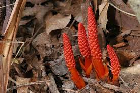 Image result for Balanophoraceae