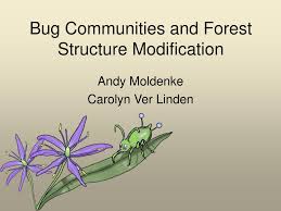 Local structure modification and phase transformation of tio2 nanoparticles initiated by oxygen defects, grain size, and annealing temperature. Ppt Bug Communities And Forest Structure Modification Powerpoint Presentation Id 3659064