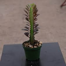 Image result for Euphorbia rubriflora
