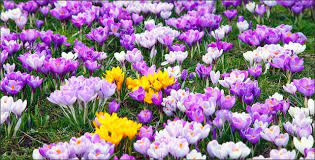 Maybe you would like to learn more about one of these? Top 25 Earliest Blooming Spring Flowers Shrubs Trees Gardening Tips