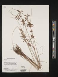 Image result for Pycreus flavidus