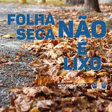 Aún no tenemos ningún álbum de este artista, pero puedes colaborar enviando álbumes de folha seca. Folha Seca Nao E Lixo Recebemos Nesta Junta De Freguesia De Moscavide E Portela Facebook