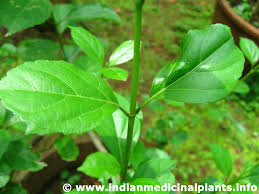 Image result for Premna