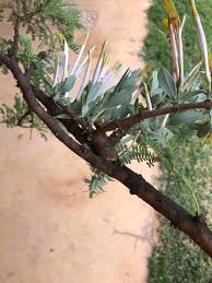 Image result for Agelanthus igneus