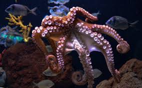 Watch my octopus teacher online for free without any registration. Have You Seen My Octopus Teacher Yet Sustainably Sensitive