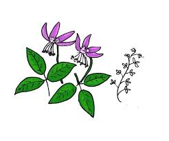 Image result for Cleome rutidosperma