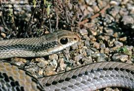 Image result for Salvadora