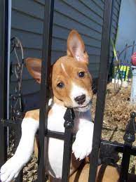Basenji Rescue And Transport Blog Brat Calendars Now On Sale Basenji Puppy Basenji Dogs Yorkshire Terrier Puppies