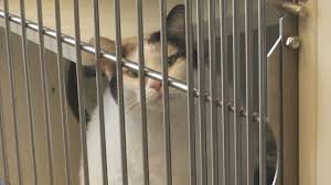 Find your new best friend here. Animal Adoptions In Demand During Stay At Home Orders Fox21online