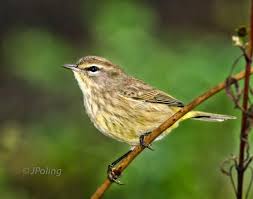 Birds Of Western North Carolina Palm Warbler Black Mountain Nc Black Mountain North Carolina Western North Carolina