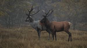 The roosevelt elk (cervus canadensis roosevelti), also known as olympic elk, is the largest of the four surviving subspecies of elk in north america. Roosevelt Elk Thehunter Call Of The Wild Wiki Fandom Deer Species Roosevelt Elk Melanistic