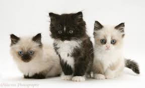 Persians are very sweet in nature, and tend to prefer quiet, peaceful households. Birman Cross Persian Kittens Photo Wp32044