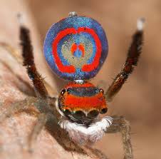 Though generally small in size, their large eyes, prodigious jumping ability, often brilliant colours and cocky, inquisitive activity make them very appealing. Peacock Spider Dr How S Science Wows